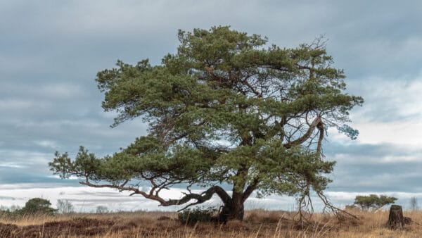 Cómo cuidar el pino albar (Pinus sylvestris)