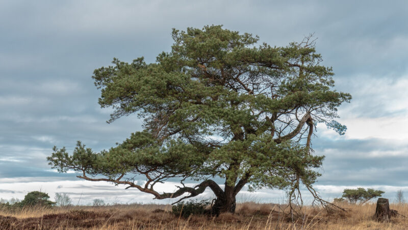 Cómo cuidar el pino albar (Pinus sylvestris)
