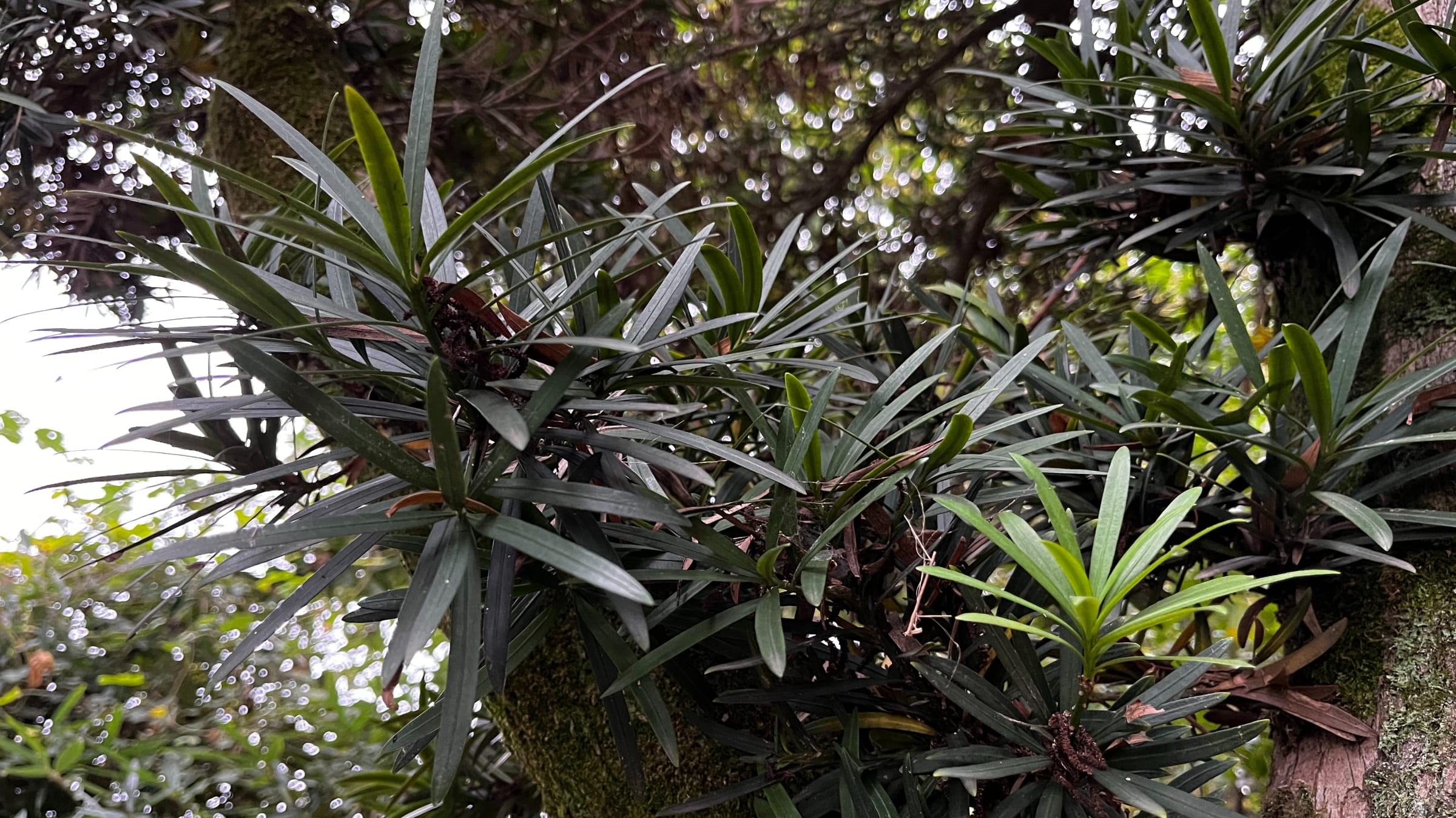 Pino budista (Podocarpus macrophyllus)
