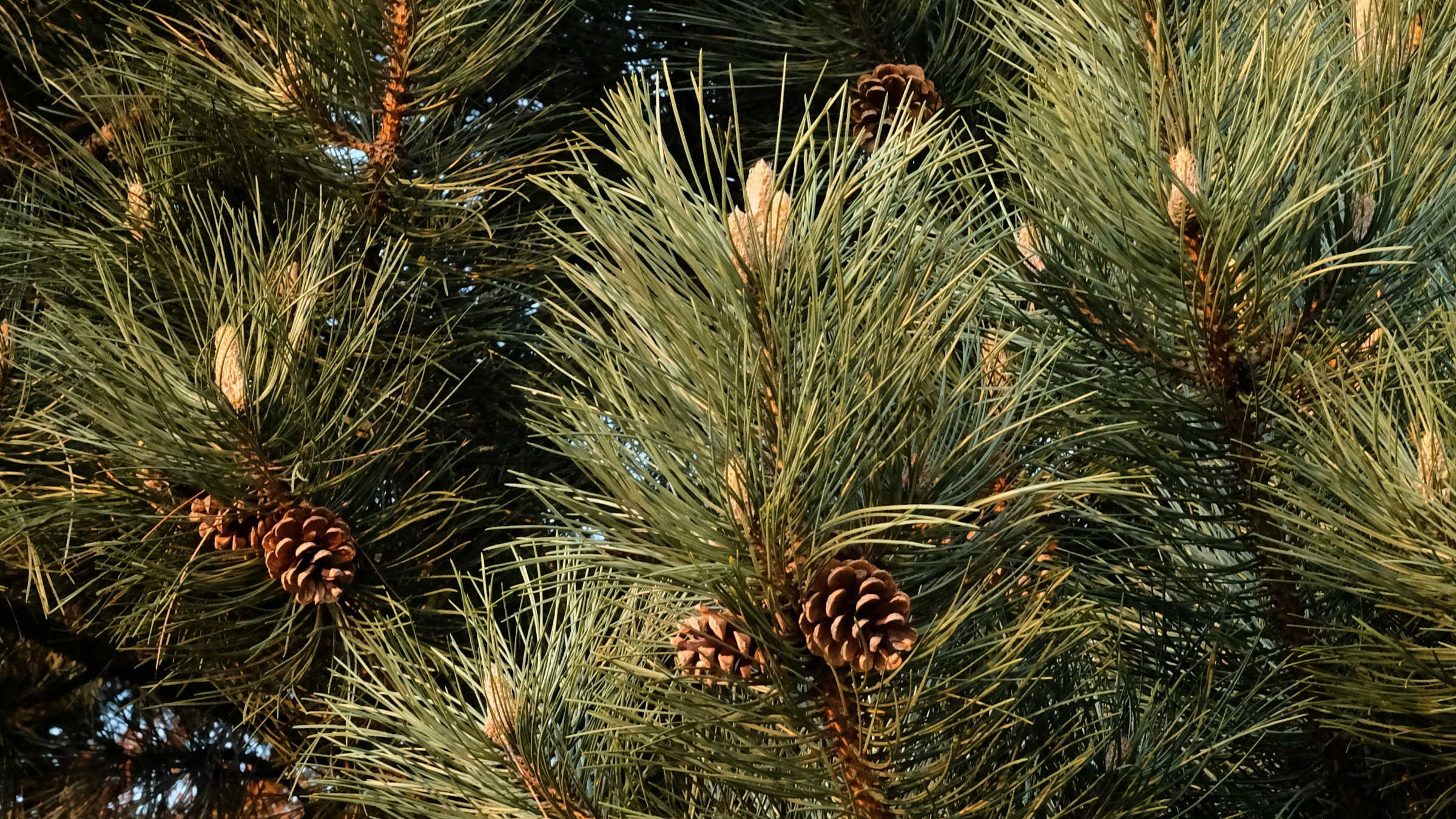 Pino carrasco (Pinus halepensis)