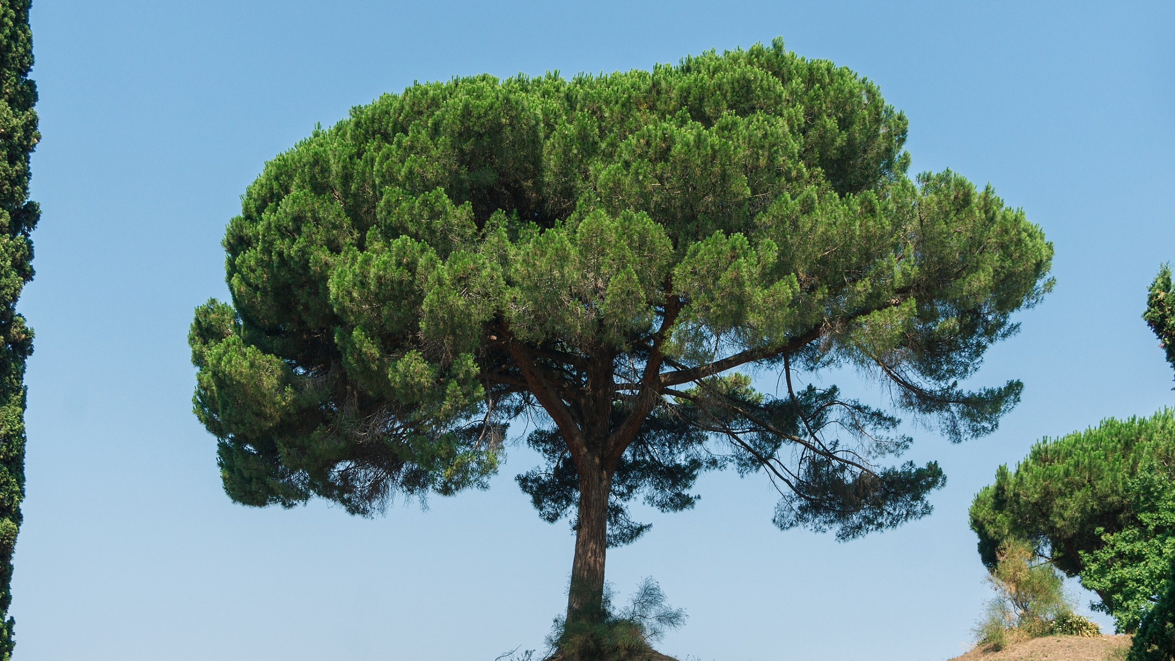 Pino piñonero (Pinus pinea)