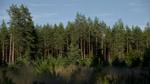 Cómo cuidar el pino salgareño (Pinus nigra)