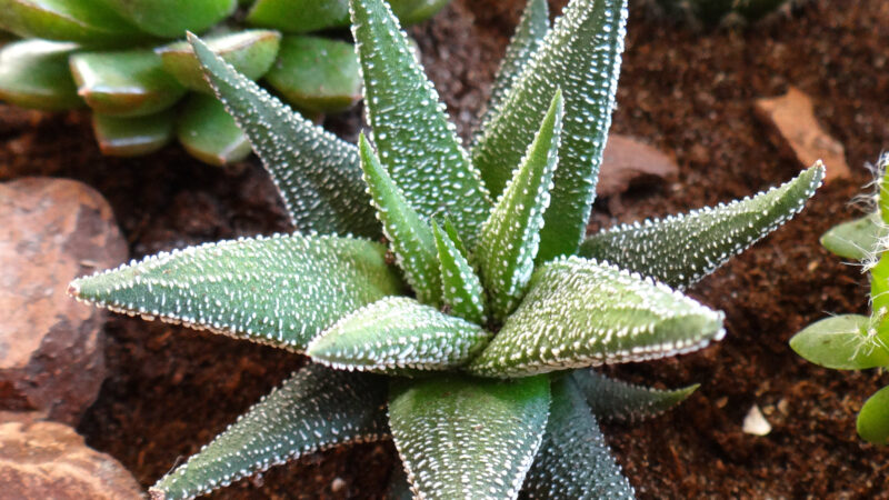 Cómo cuidar la planta cebra (Haworthia attenuata)
