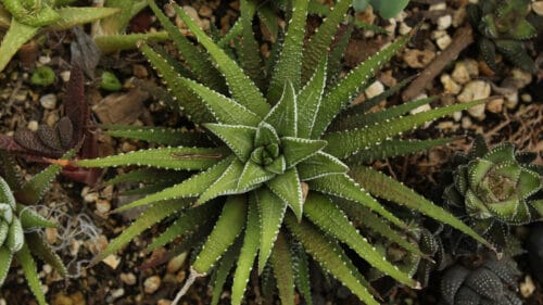 Cómo cuidar la planta cebra (Haworthiopsis attenuata)