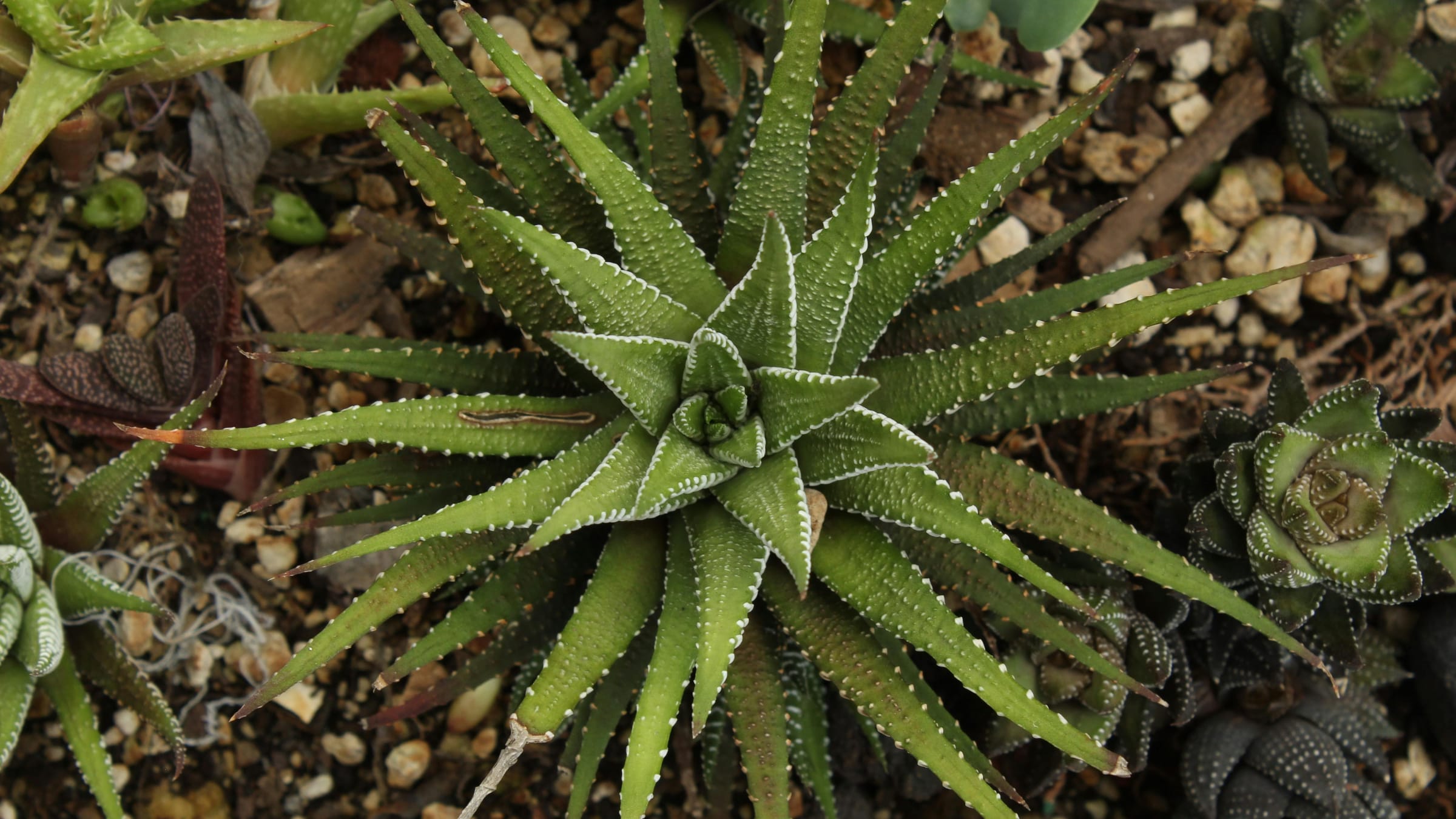 Planta cebra (haworthiopsis attenuata)