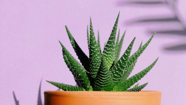 Cómo cuidar la planta cebra (Haworthiopsis attenuata)