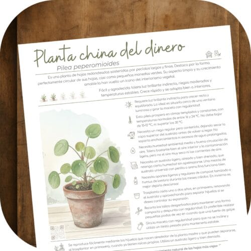 Cómo cuidar la planta china del dinero (Pilea peperomioides)