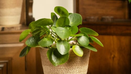 Cómo cuidar la planta china del dinero (Pilea peperomioides)