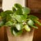 Cómo cuidar la planta china del dinero (Pilea peperomioides)