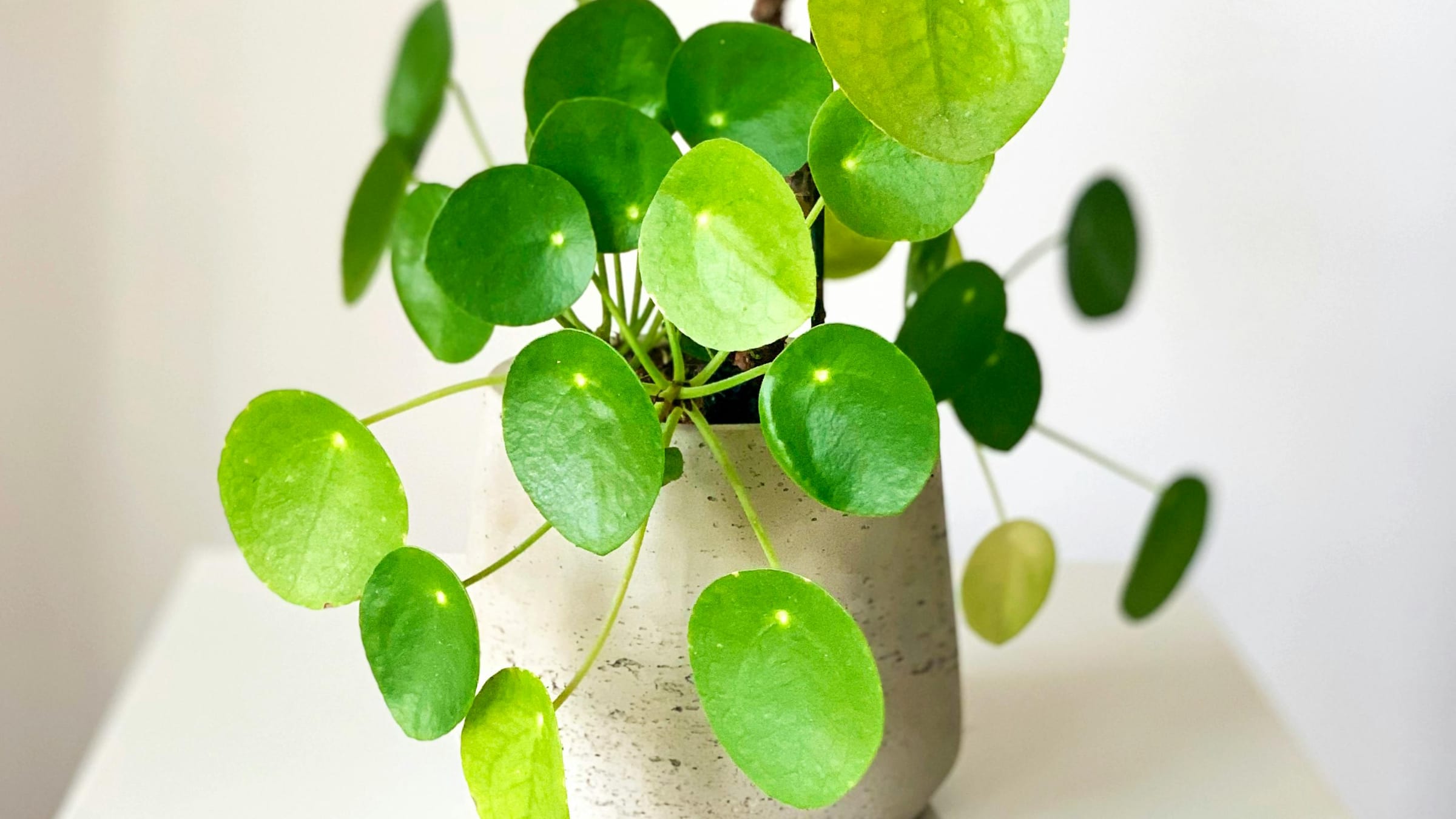 Planta china del dinero (Pilea peperomioides)