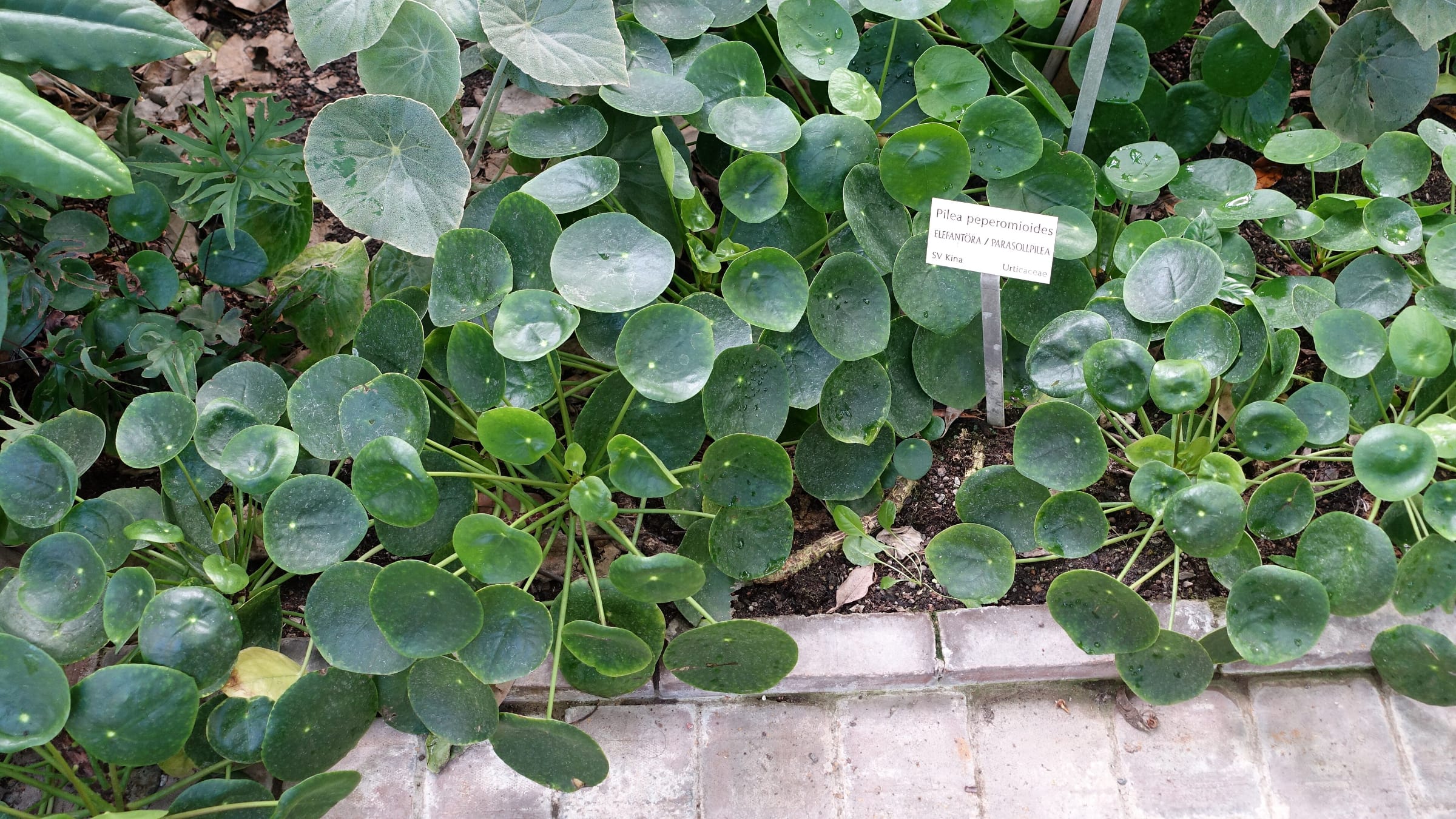 Planta china del dinero (Pilea peperomioides)