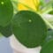 Cómo cuidar la planta china del dinero (Pilea peperomioides)