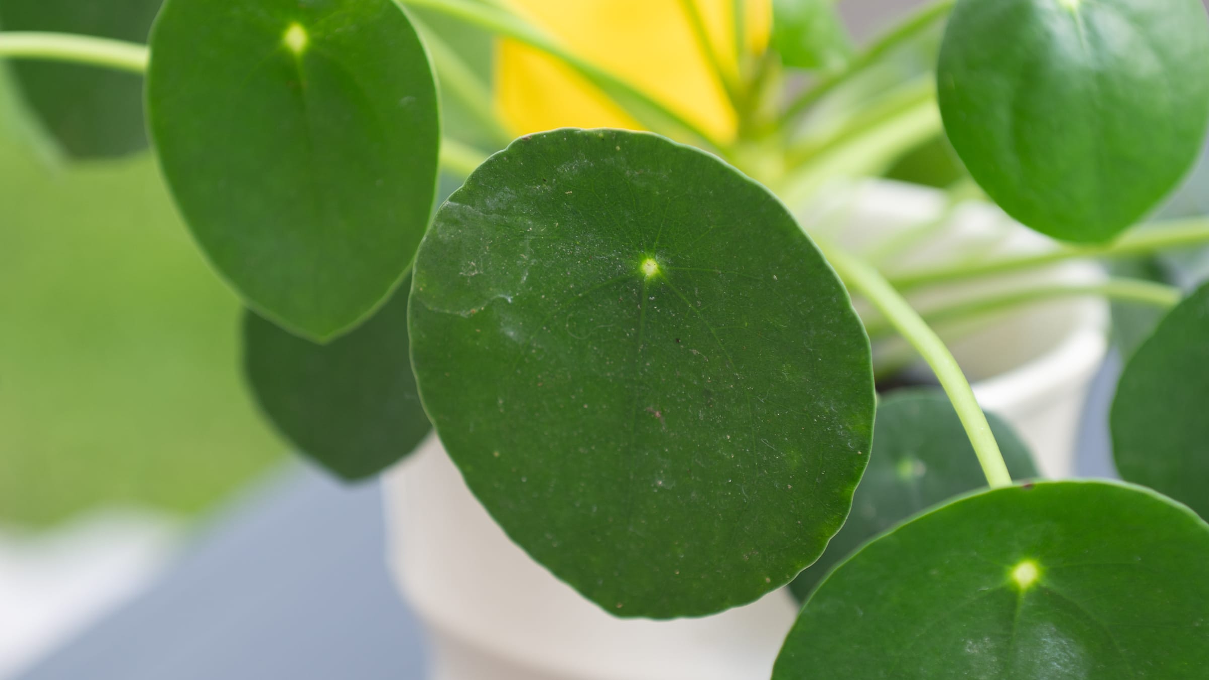 Planta china del dinero (Pilea peperomioides)