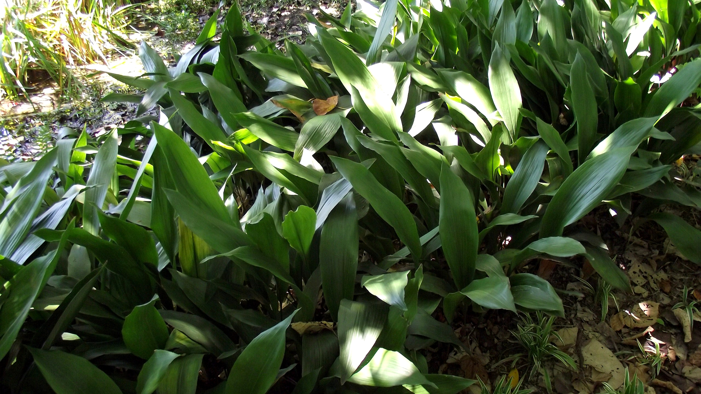 Planta de hierro (Aspidistra elatior)