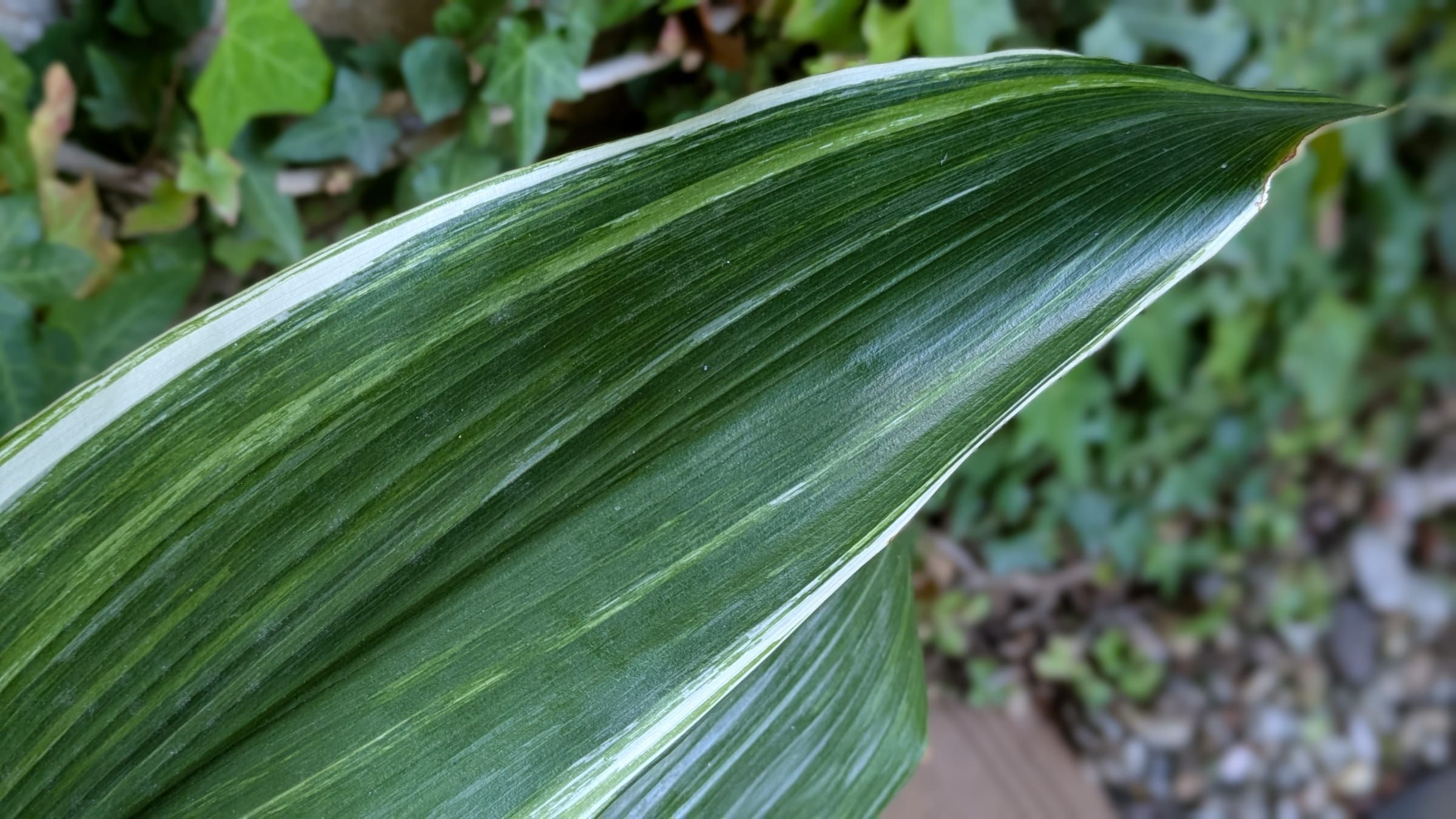 Planta de hierro (Aspidistra elatior)