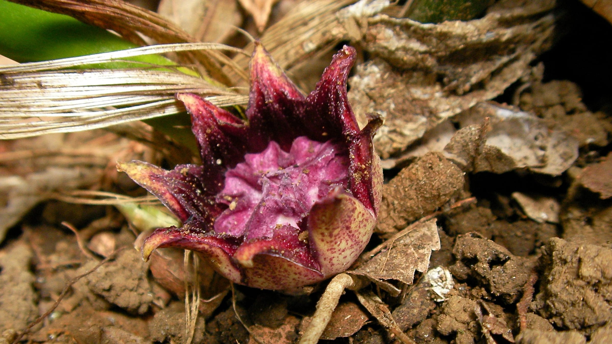 Planta de hierro (Aspidistra elatior)