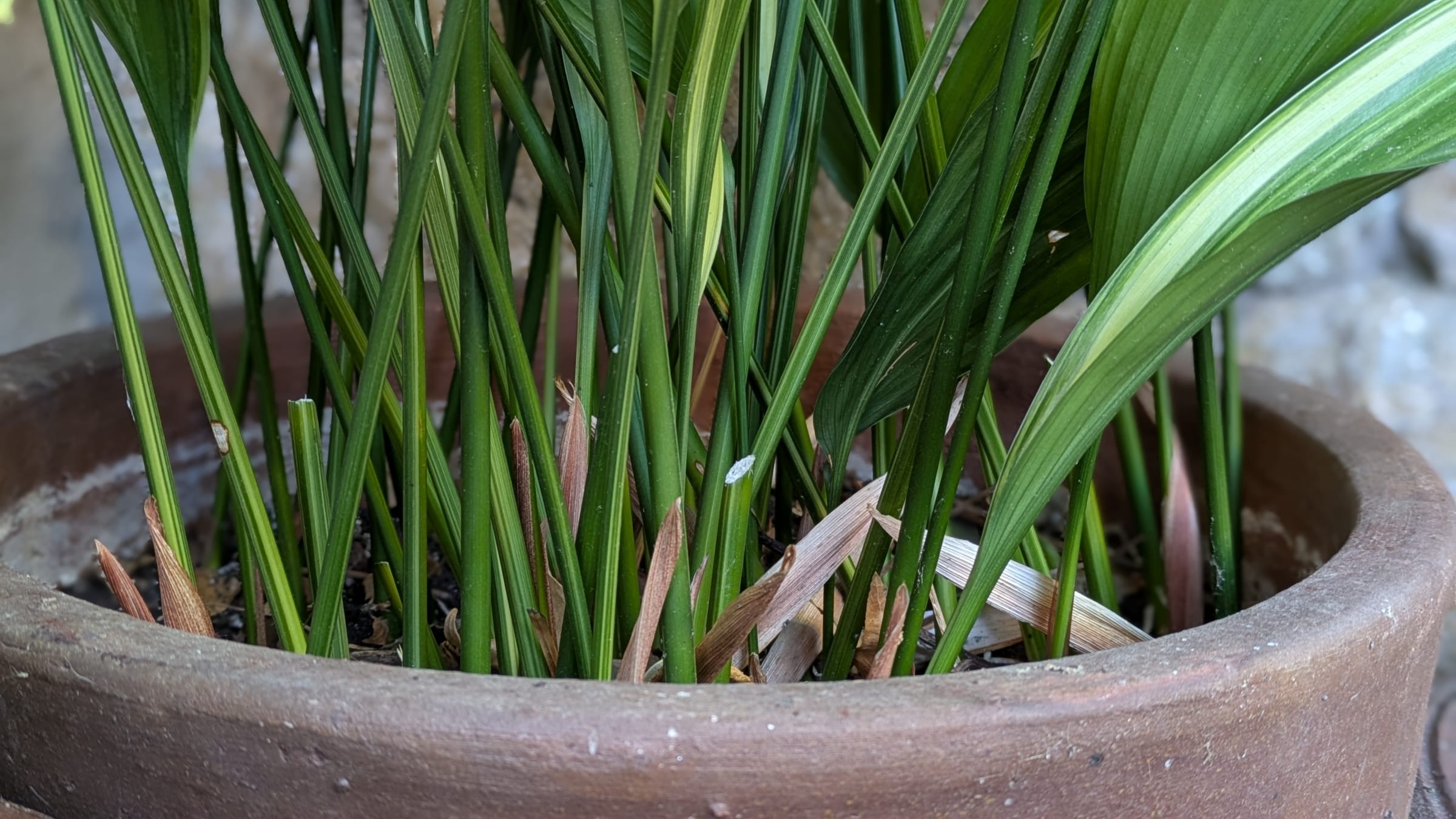 Planta de hierro (Aspidistra elatior)