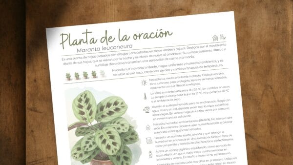 Cómo cuidar la planta de la oración (Maranta leuconeura)