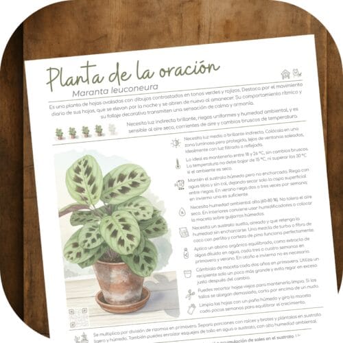 Cómo cuidar la planta de la oración (Maranta leuconeura)