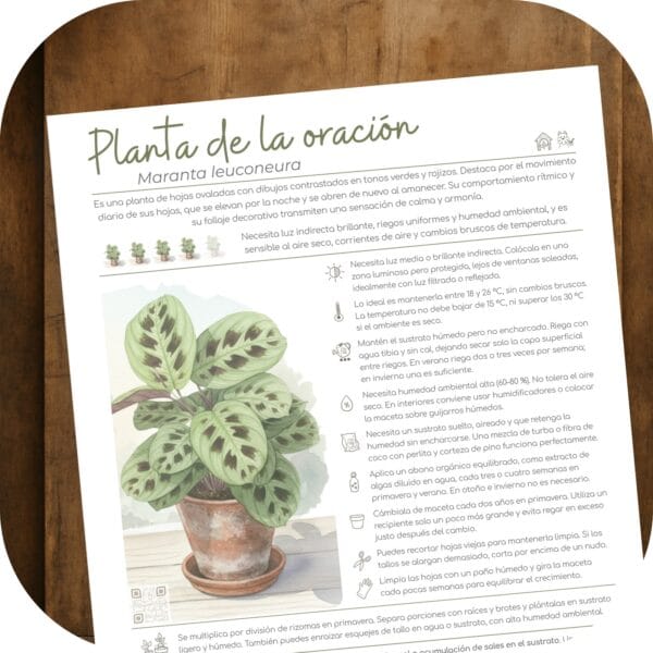 Cómo cuidar la planta de la oración (Maranta leuconeura)