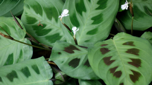 Cómo cuidar la planta de la oración (Maranta leuconeura)