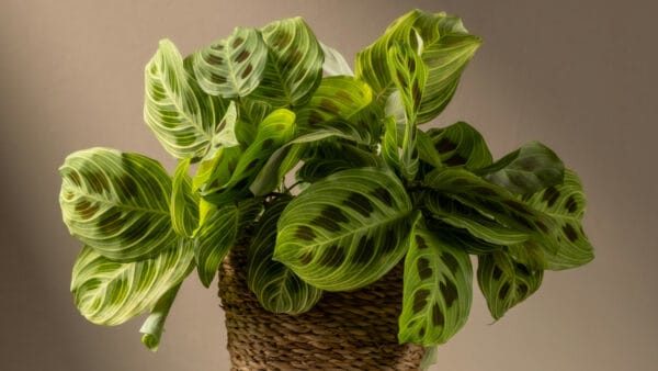 Cómo cuidar la planta de la oración (Maranta leuconeura)