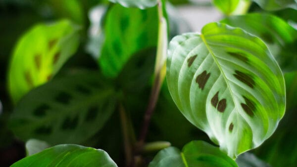 Cómo cuidar la planta de la oración (Maranta leuconeura)