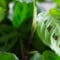 Cómo cuidar la planta de la oración (Maranta leuconeura)