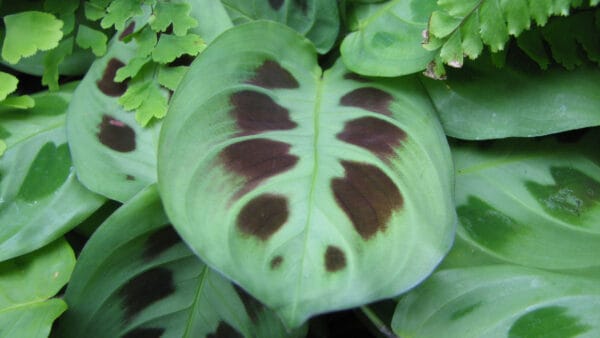Cómo cuidar la planta de la oración (Maranta leuconeura)