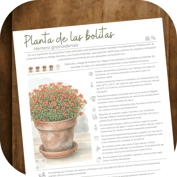 Cómo cuidar la planta de las bolitas (Nertera granadensis)