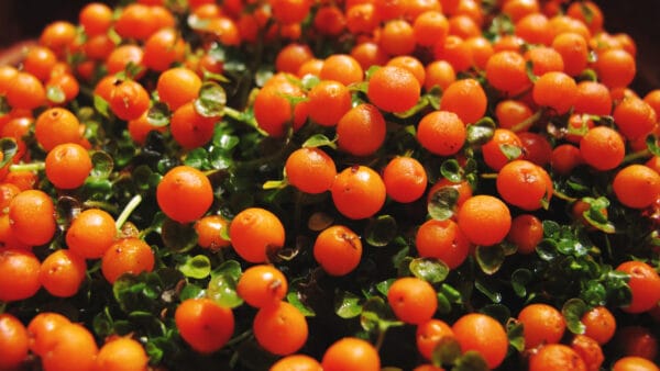 Cómo cuidar la planta de las bolitas (Nertera granadensis)