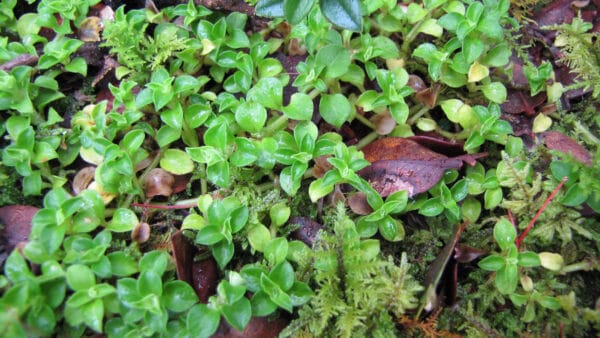 Cómo cuidar la planta de las bolitas (Nertera granadensis)