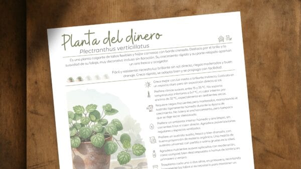 Cómo cuidar la planta del dinero (Plectranthus verticillatus)