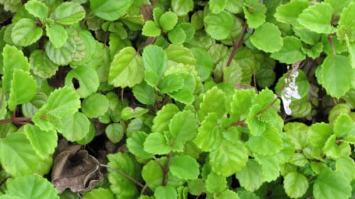 Cómo cuidar la planta del dinero (Plectranthus verticillatus)