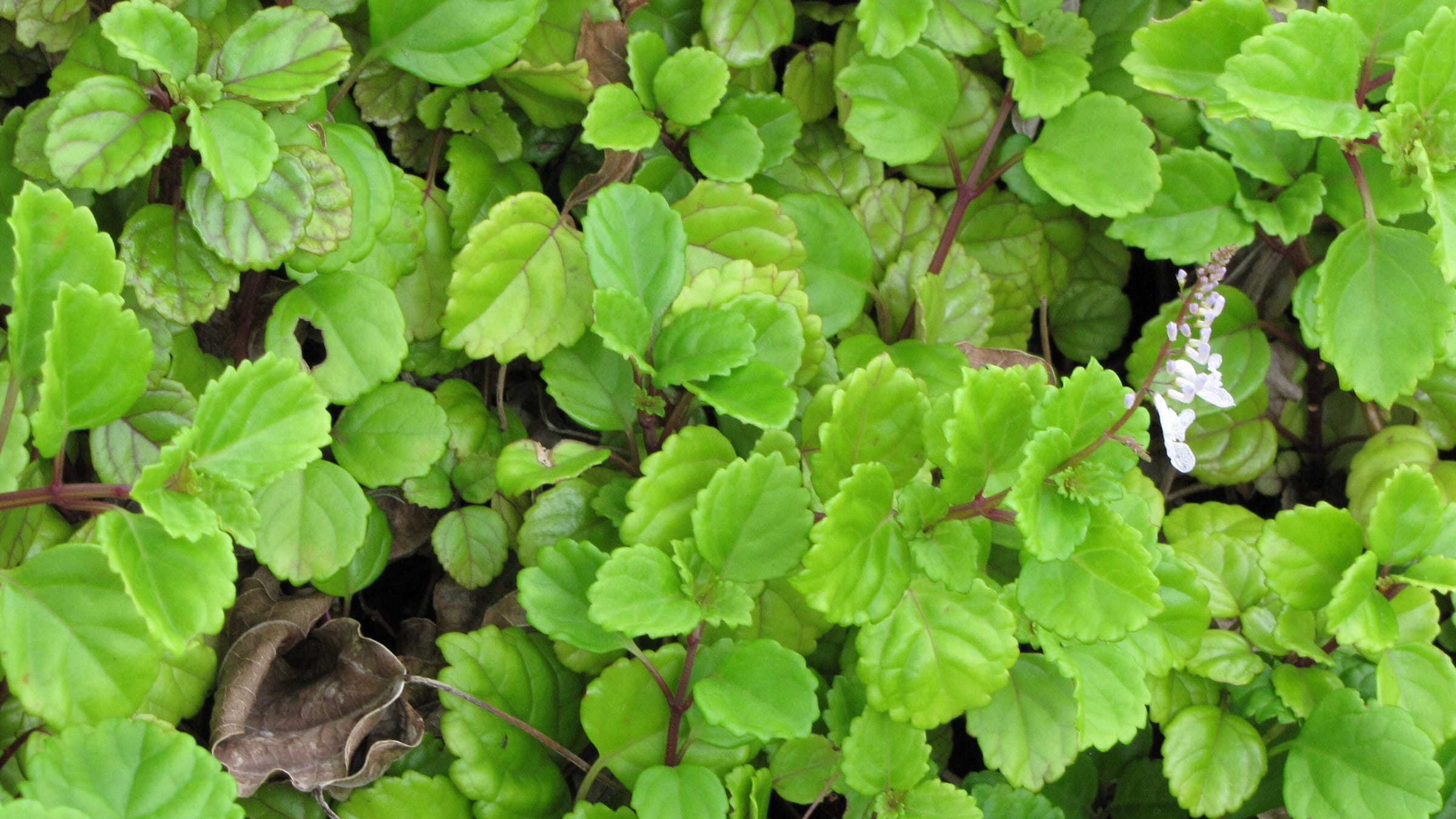 Planta del dinero (cuidados de Plectranthus verticillatus)