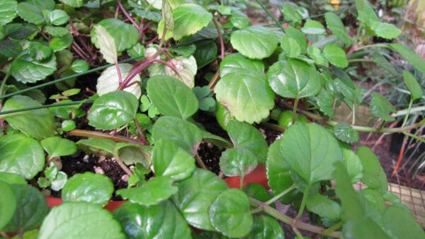 Cómo cuidar la planta del dinero (Plectranthus verticillatus)