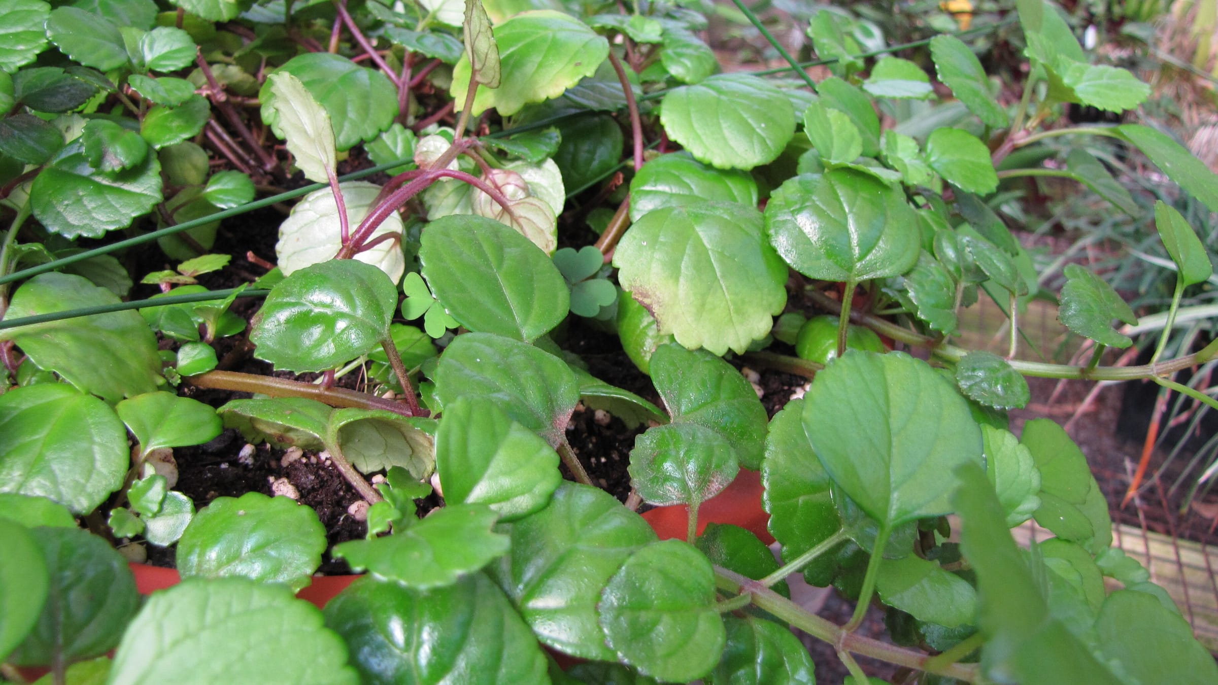 Planta del dinero (cuidados de Plectranthus verticillatus)