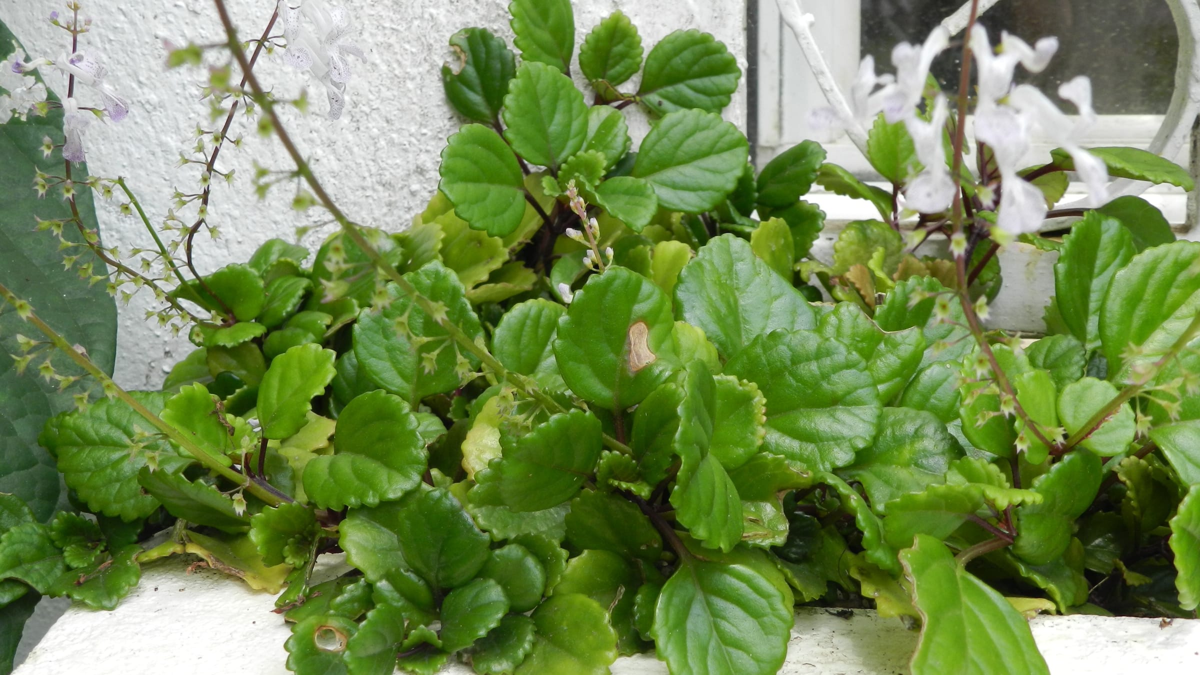 Planta del dinero (cuidados de Plectranthus verticillatus)