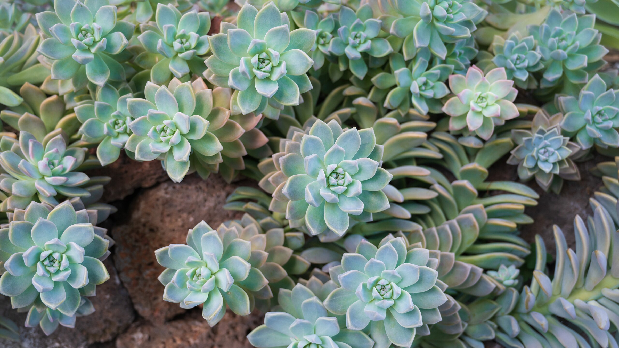 Planta fantasma (Graptopetalum paraguayense)