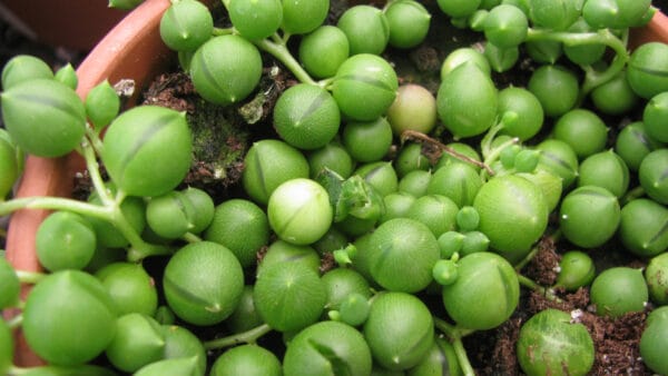 Cómo cuidar la planta rosario (Senecio rowleyanus)