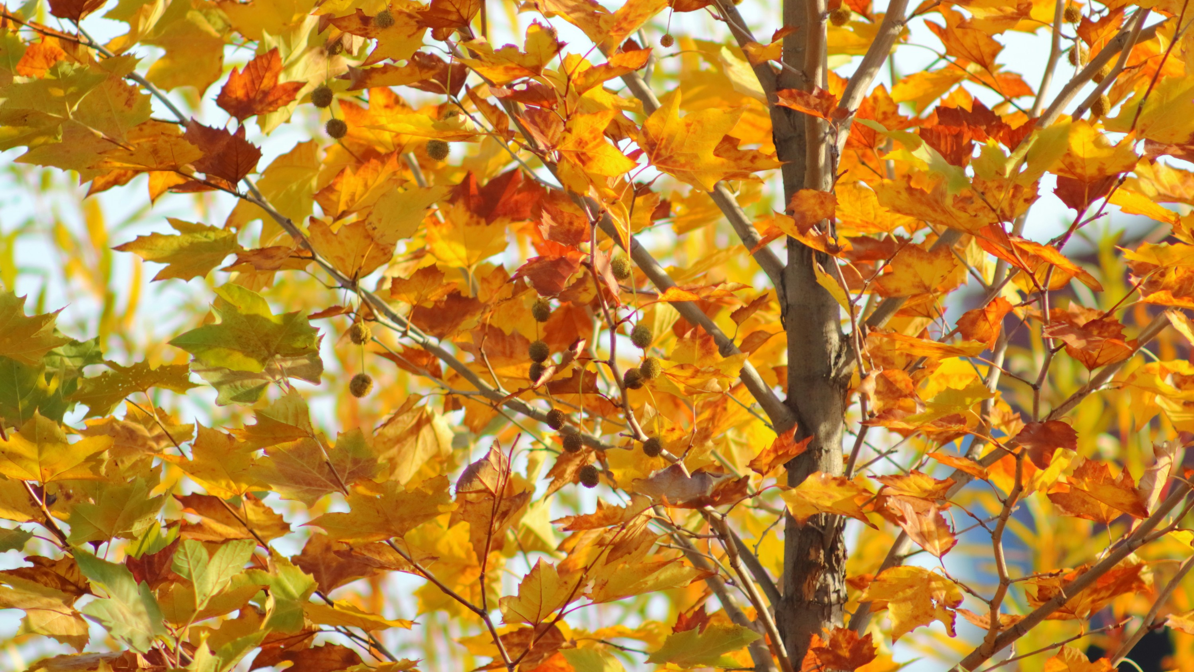 Plátano de sombra (Platanus × hispanica)