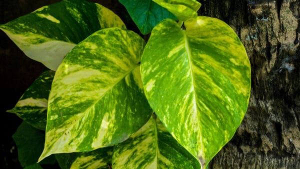 Cómo cuidar el poto (Epipremnum aureum)