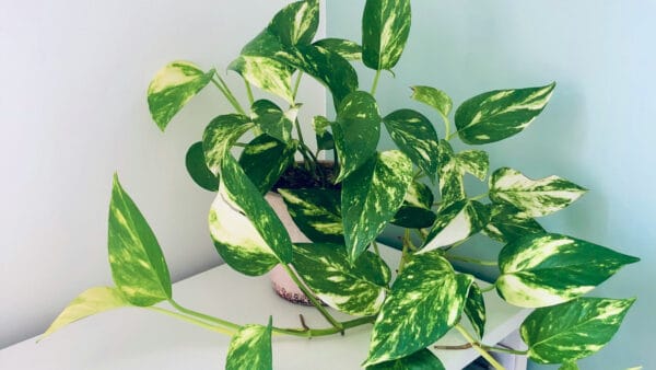 Cómo cuidar el poto (Epipremnum aureum)