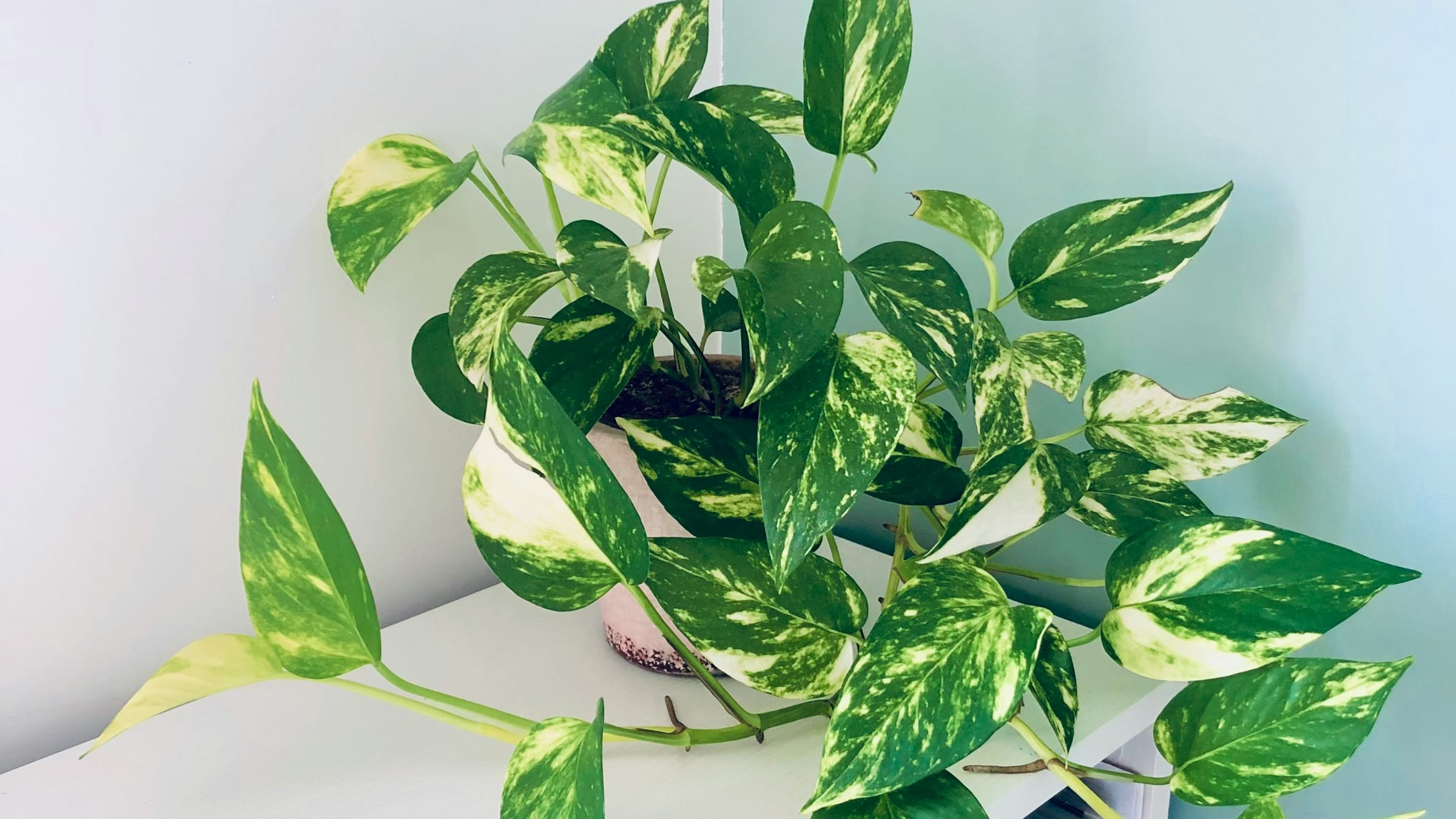 Poto (Epipremnum aureum)