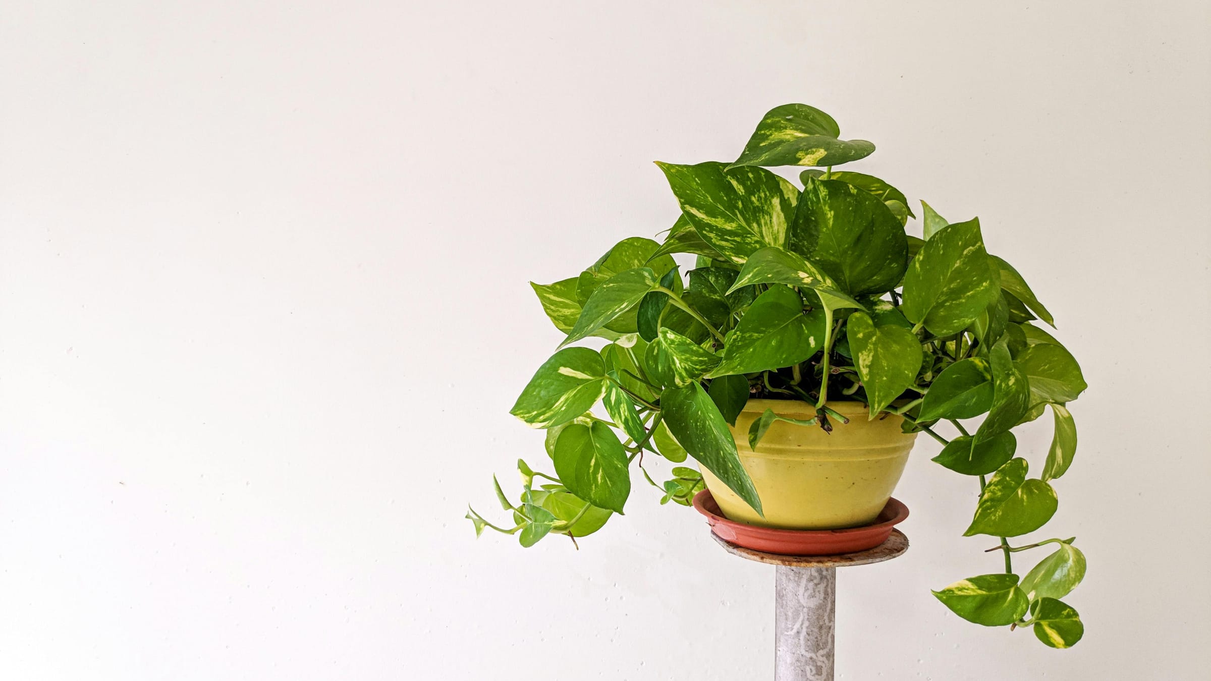 Poto (Epipremnum aureum)