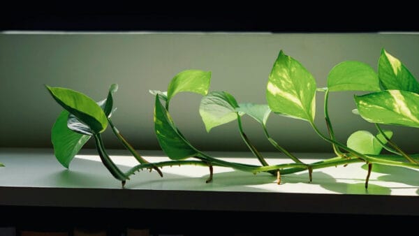 Cómo cuidar el poto (Epipremnum aureum)