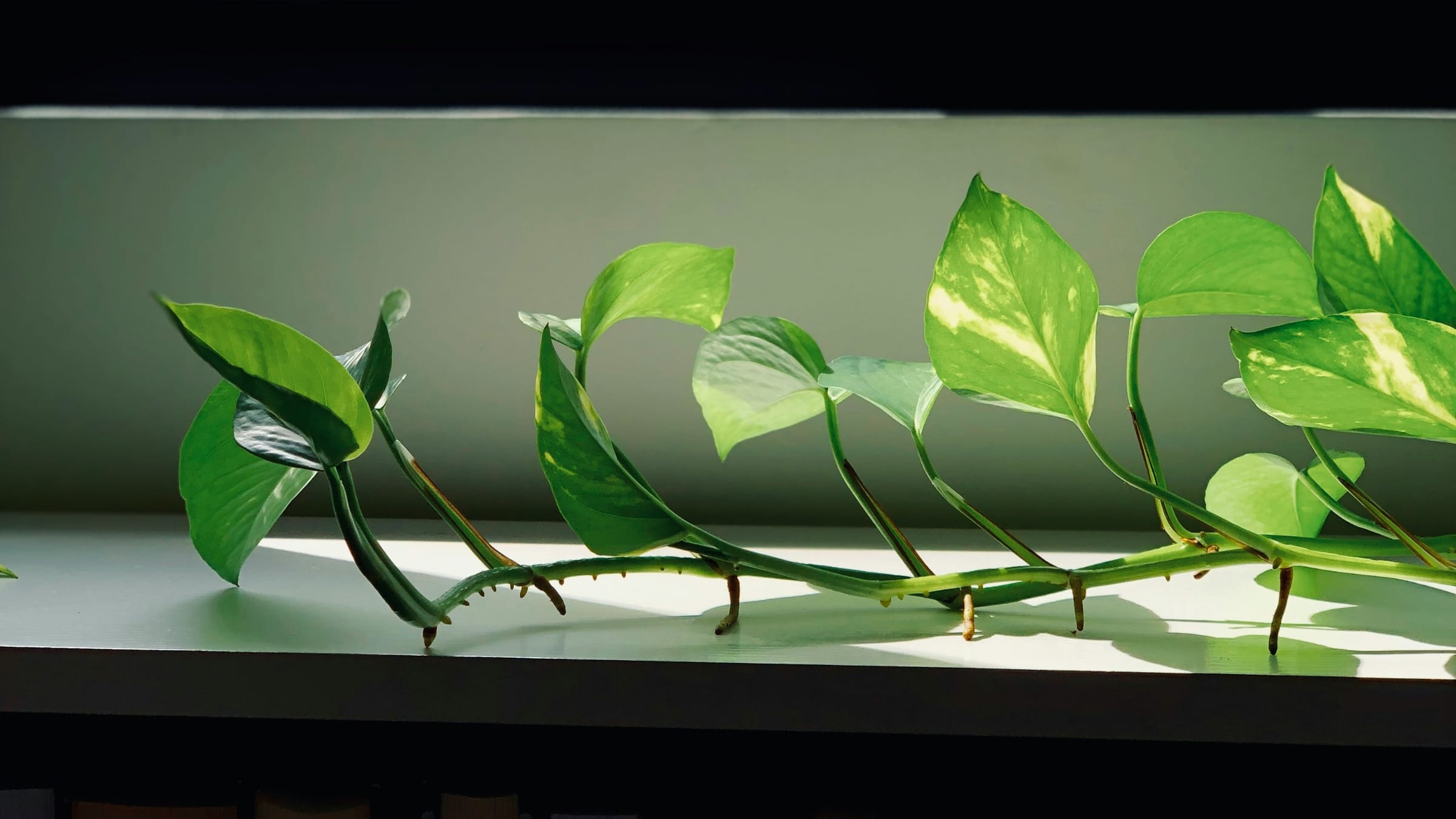 Poto (Epipremnum aureum)