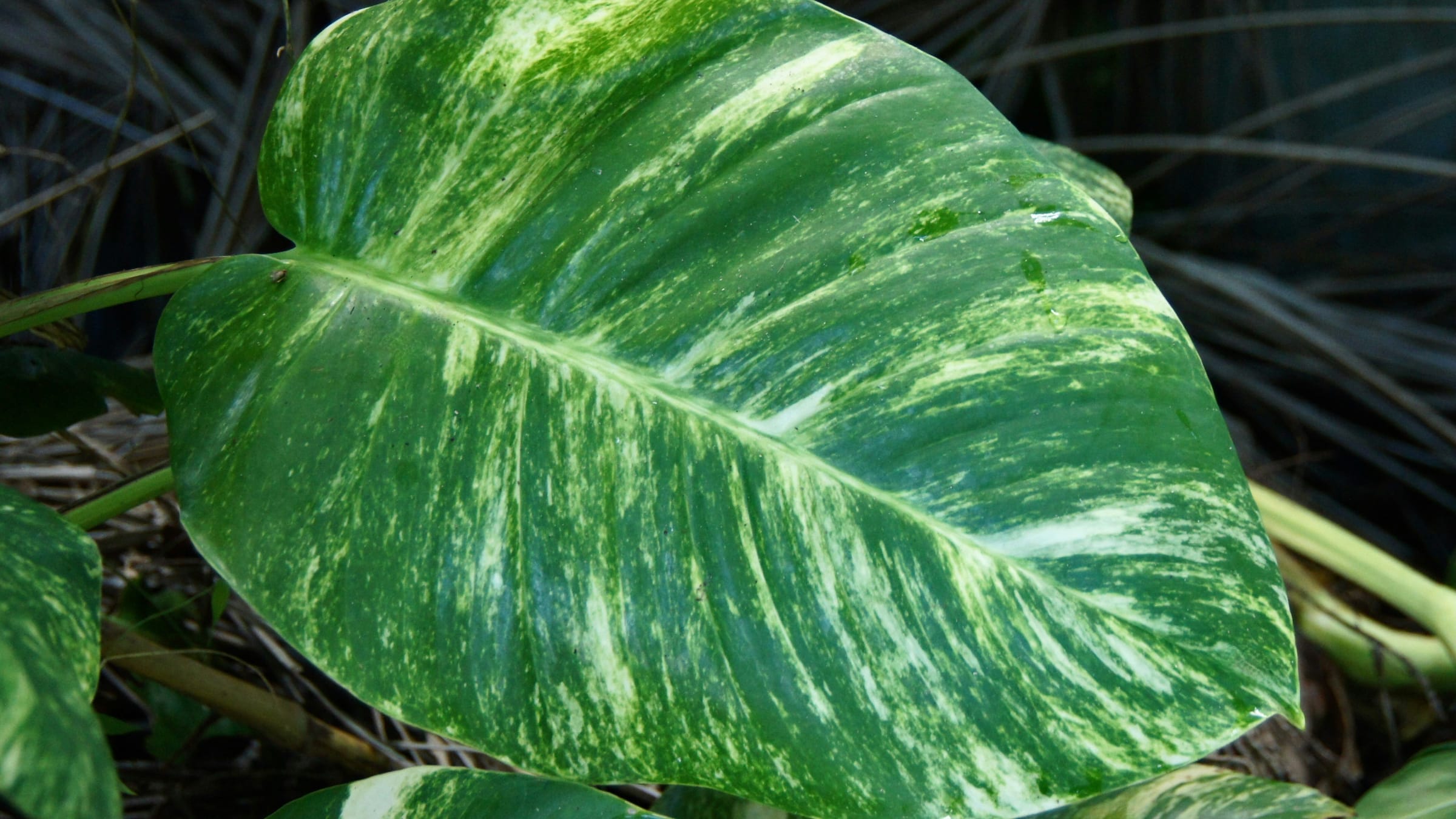 Poto (Epipremnum aureum)