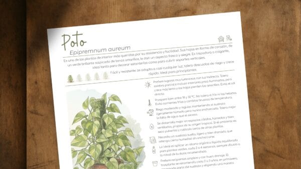 Cómo cuidar el poto (Epipremnum aureum)