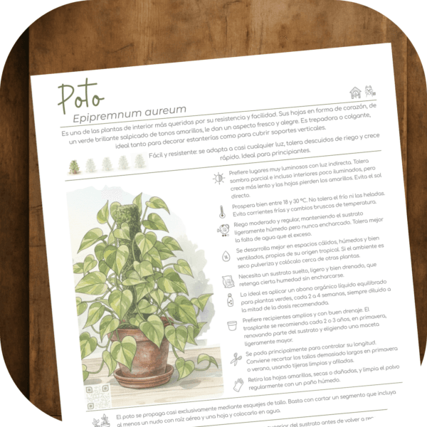 Cómo cuidar el poto (Epipremnum aureum)